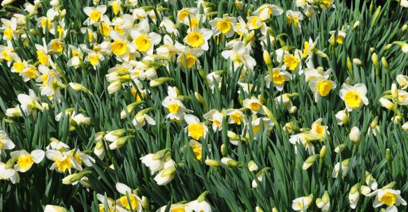 jpdaffodils