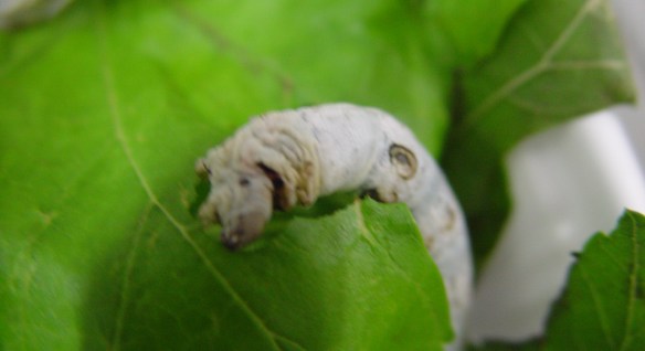 silkwormII