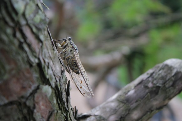 cicadaiiBarami