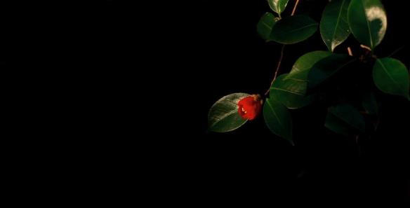 camelliachoiilryoung