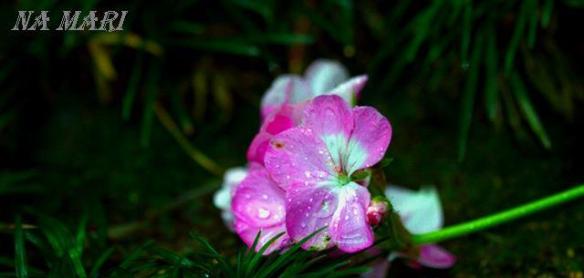 Photography by Na Mari